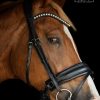 Trens Bridle Standaard Wide Black/Black Matt | TESS Products - Image 2