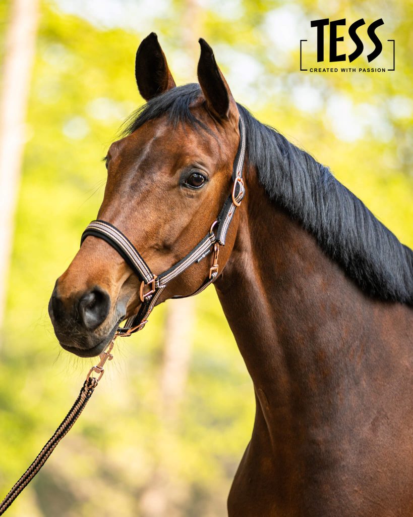tess-products-horseguard-halster-hip-black