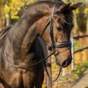 tess-bridle-trens-hoofdstel-slim-black-black-swarovski-frontriem-1