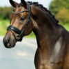 tess-bridle-trens-hoofdstel-slim-black-black-swarovski-frontriem