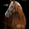 TESS-Stang-Trens-hoofdstel-custom-Black-Mat-Wide