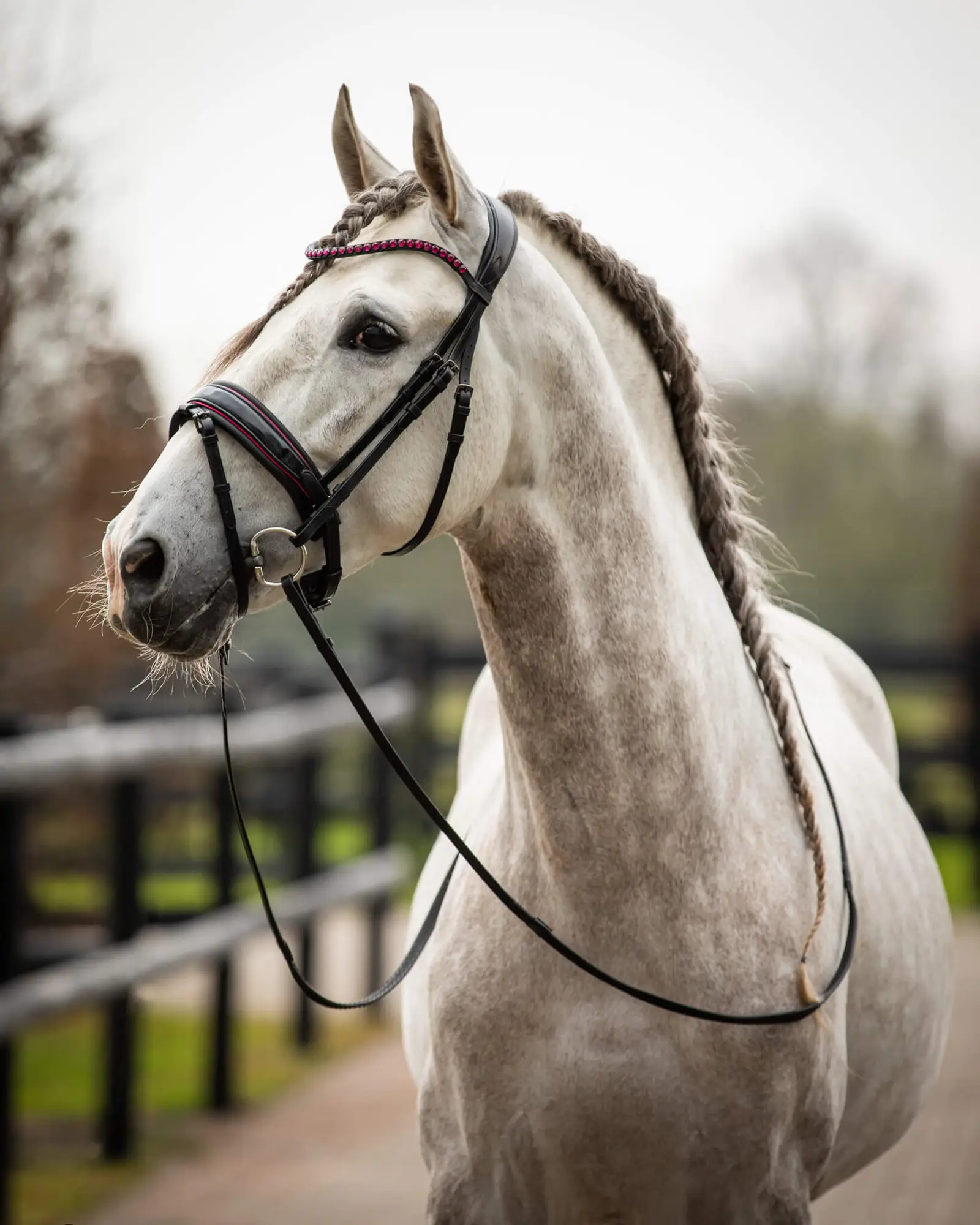 VERKOCHT Trens Bridle Special Deluxe Pink | TESS Products - Afbeelding 2
