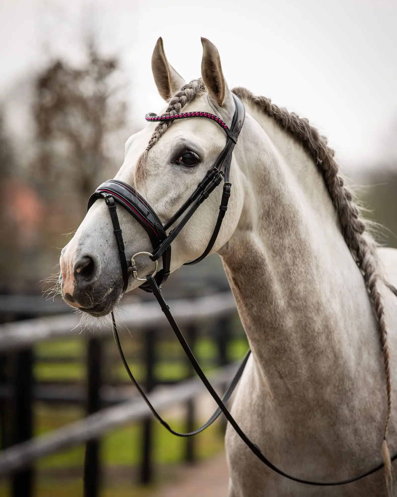 VERKOCHT Trens Bridle Special Deluxe Pink | TESS Products - Afbeelding 3