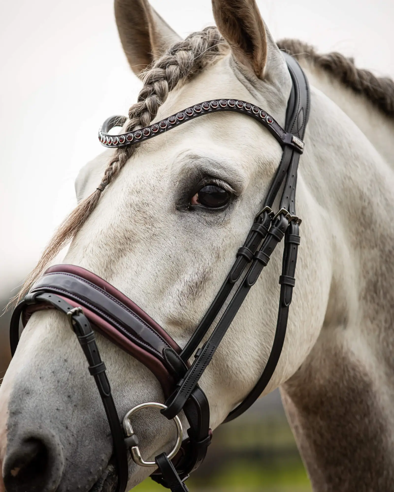 Trens Bridle Special Deluxe Bordeaux | TESS Products
