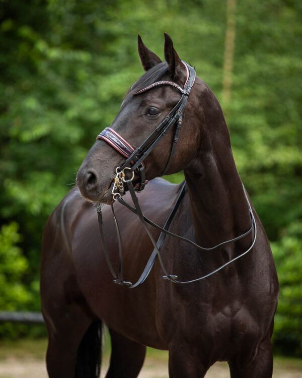 Stang & Trens Bridle Special Deluxe Bordeaux | TESS Products - Afbeelding 2