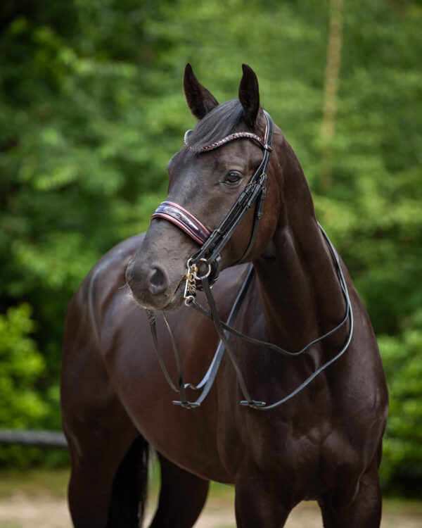 Stang & Trens Bridle Special Deluxe Bordeaux | TESS Products - Afbeelding 3