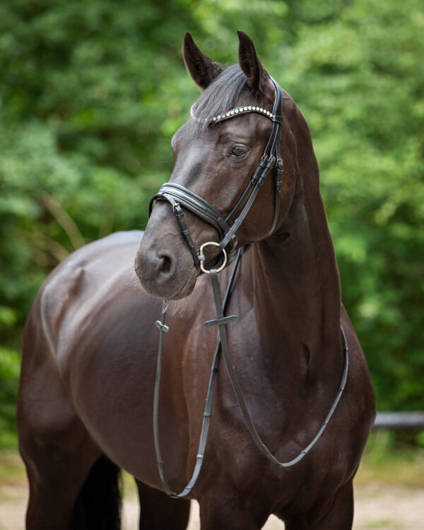 Trens Bridle Standaard Ultra Slim Black/Black | TESS Products - Afbeelding 2