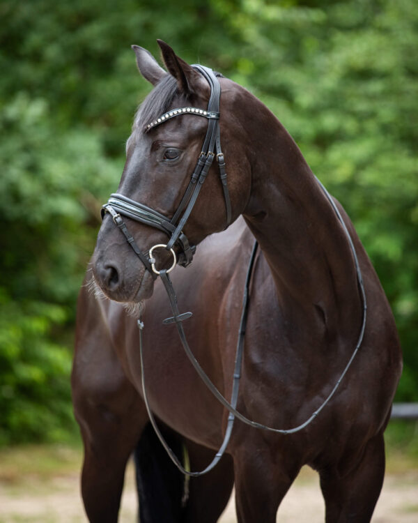 Trens Bridle Standaard Ultra Slim Black/Black | TESS Products - Afbeelding 3