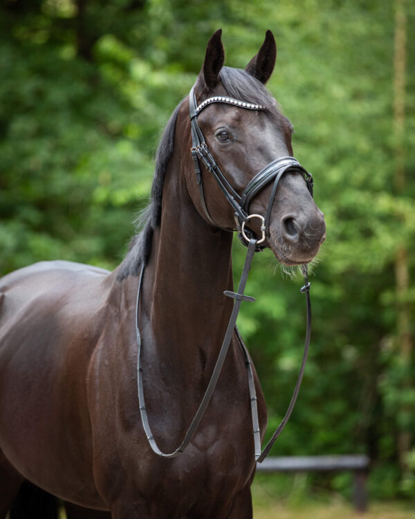 Trens Bridle Standaard Ultra Slim Black/Black | TESS Products - Afbeelding 4