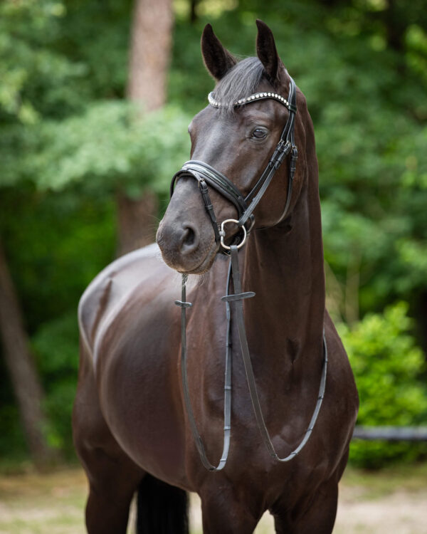 Trens Bridle Standaard Ultra Slim Black/Black | TESS Products - Afbeelding 5