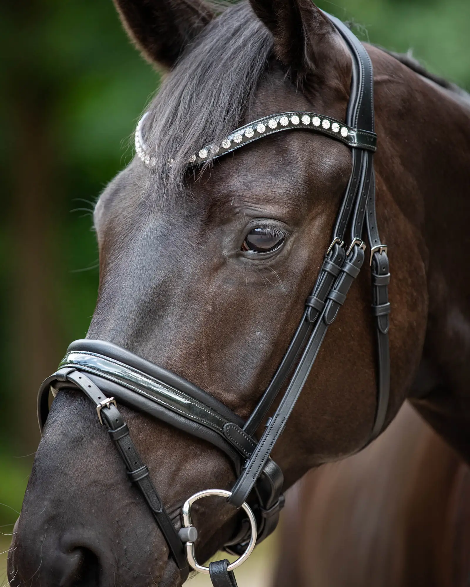 Trens Bridle Custom Ultra Slim Black | TESS Products