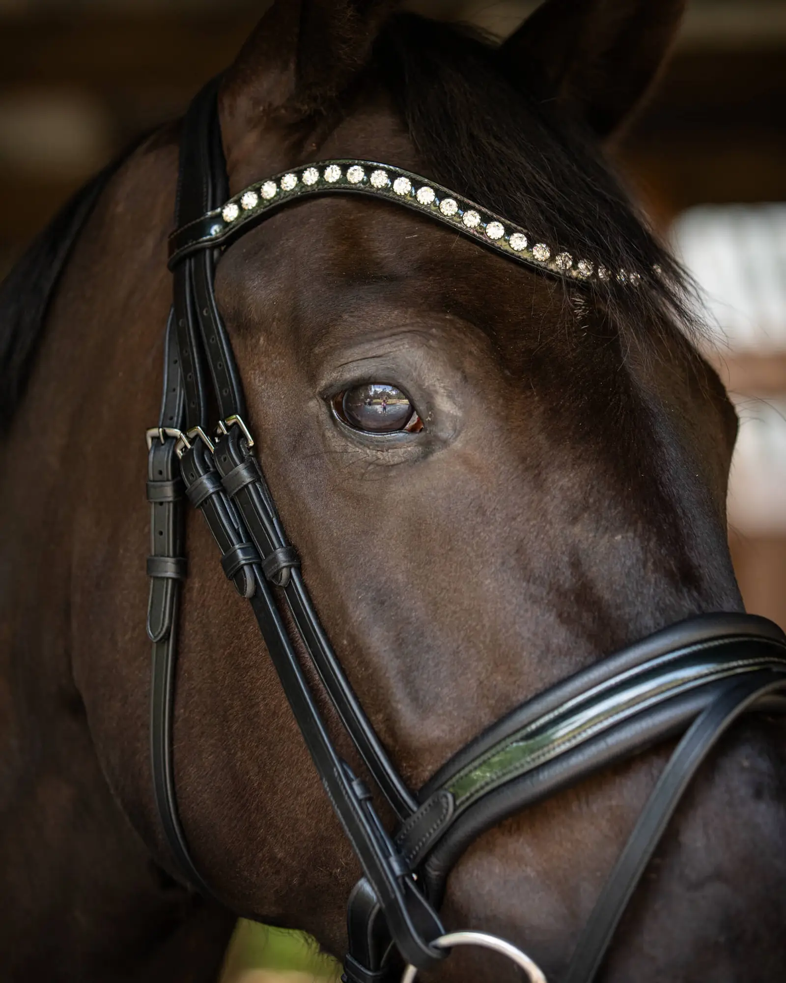 Trens Bridle Custom Ultra Slim Black | TESS Products - Afbeelding 7