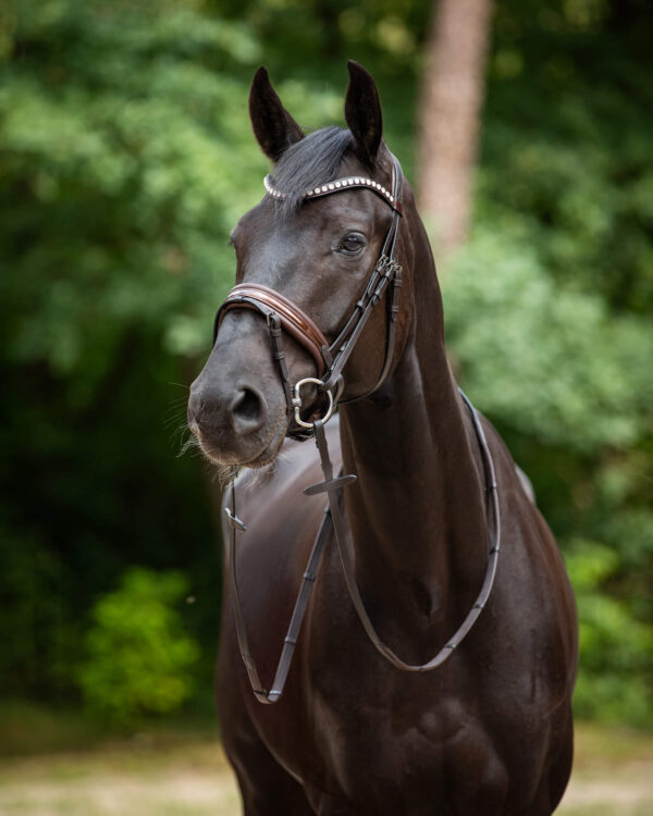 Trens Bridle Custom Ultra Slim Brown | TESS Products - Afbeelding 3