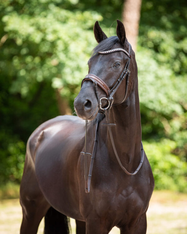 Trens Bridle Custom Ultra Slim Brown | TESS Products - Afbeelding 4