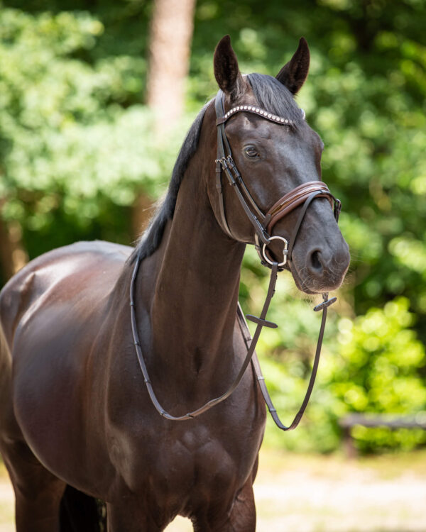 Trens Bridle Custom Ultra Slim Brown | TESS Products - Afbeelding 2